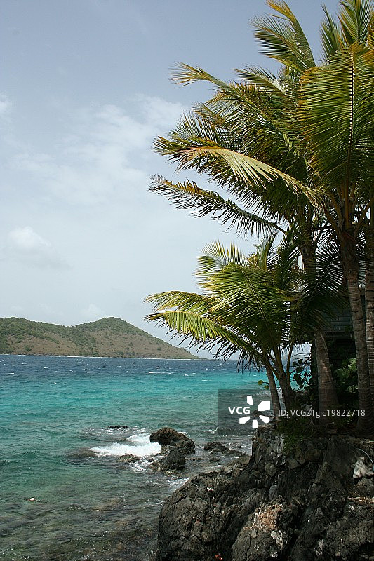 热带树木图片素材