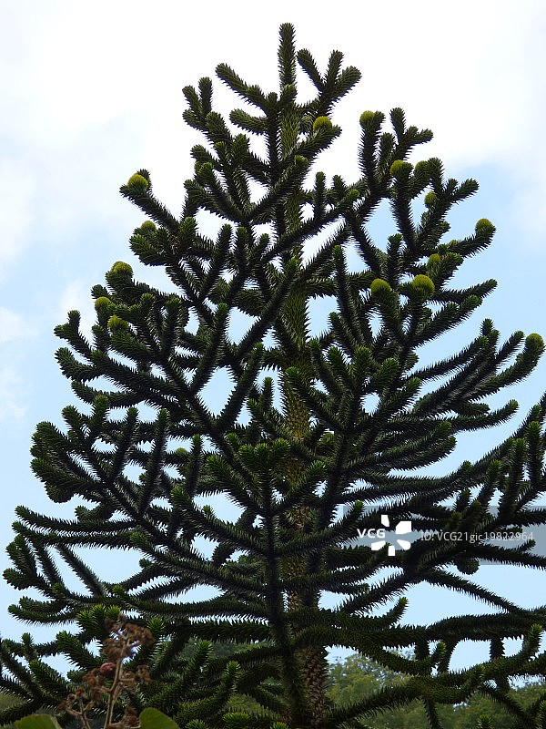 一种冷杉树图片素材
