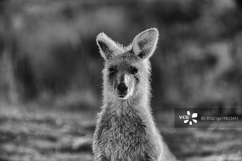 小袋鼠图片素材