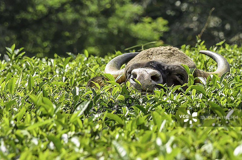 美洲野牛图片素材