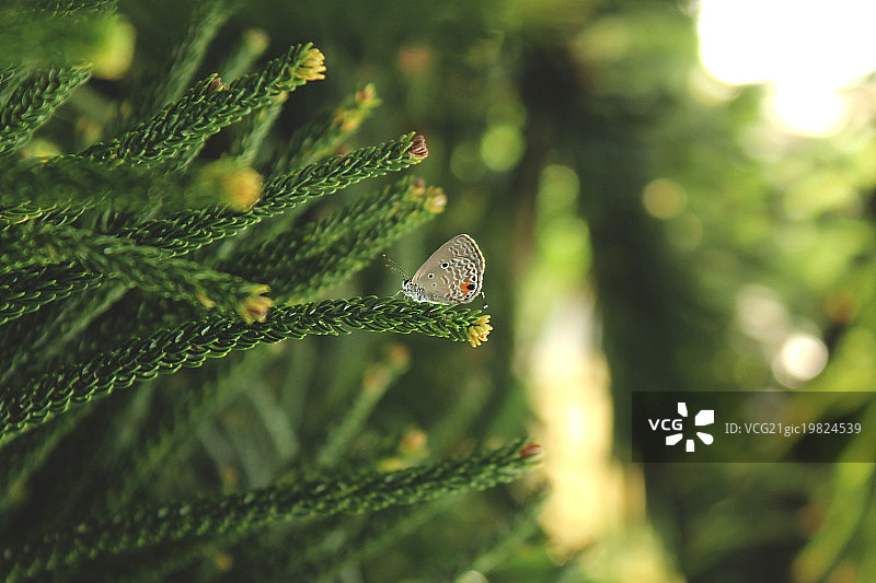 斯伯丁图片素材