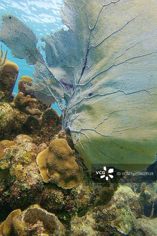 海扇珊瑚图片素材