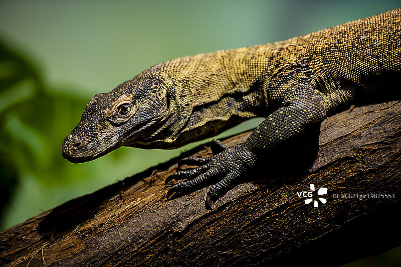 幼年科莫多龙图片素材