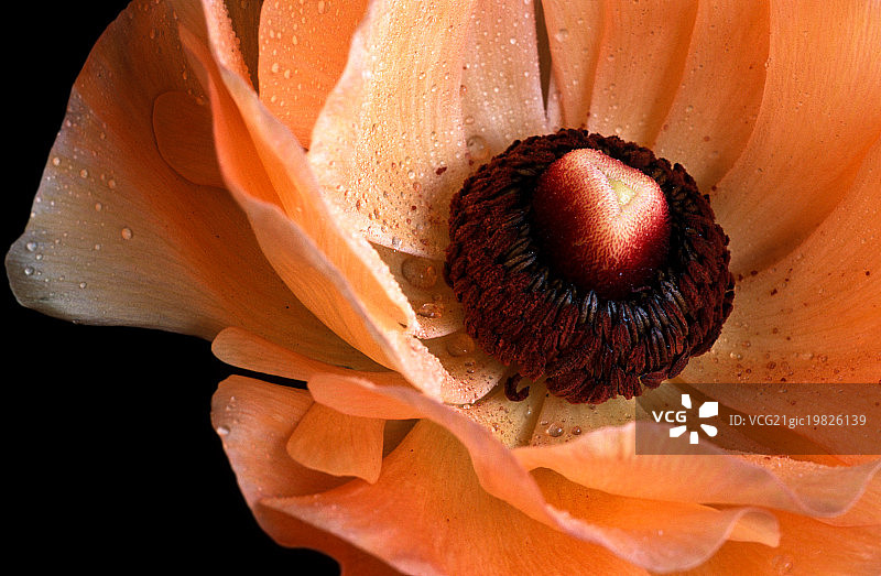 桃色毛茛图片素材