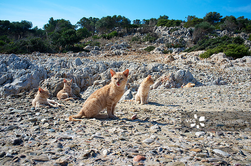 野猫图片素材
