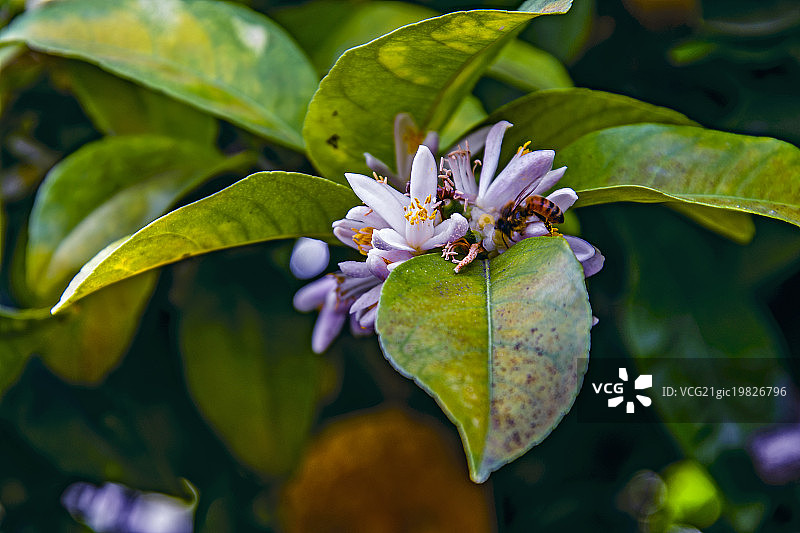 蜜蜂在橙色花朵上图片素材