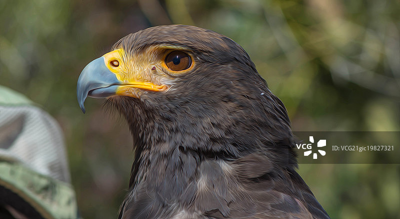 哈里斯鹰图片素材