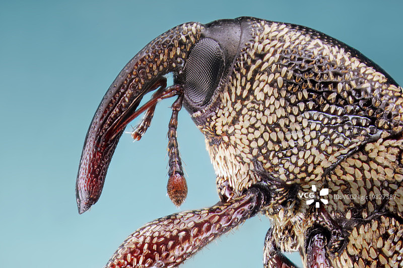 象鼻虫图片素材