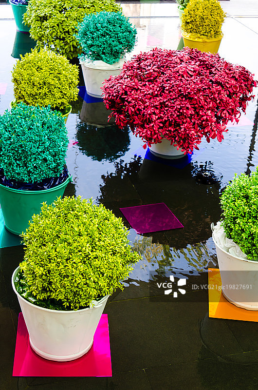 五颜六色的鲜花图片素材