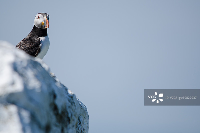 法恩群岛的善知鸟图片素材