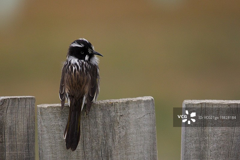 食蜜鸟图片素材