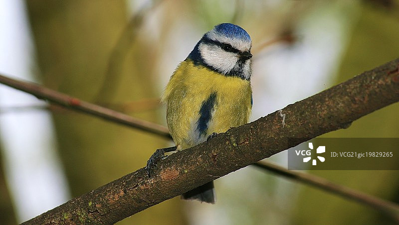 今天在伦敦海德公园图片素材