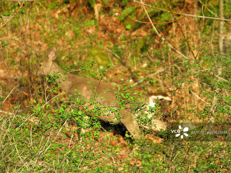 白尾鹿图片素材