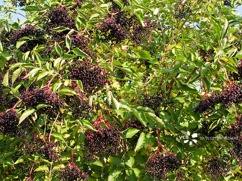 灌木丛上成熟的接骨木果图片素材