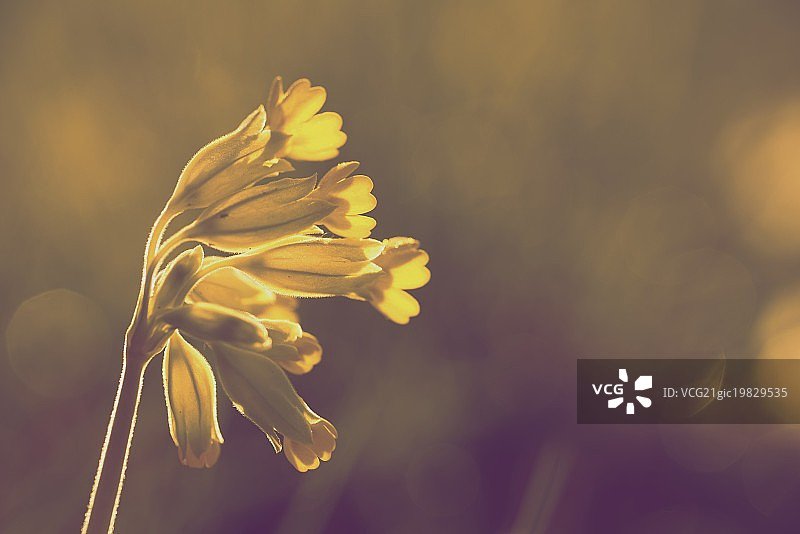 报春花图片素材