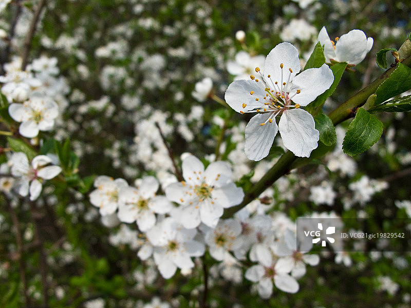 盛开的黑刺李图片素材
