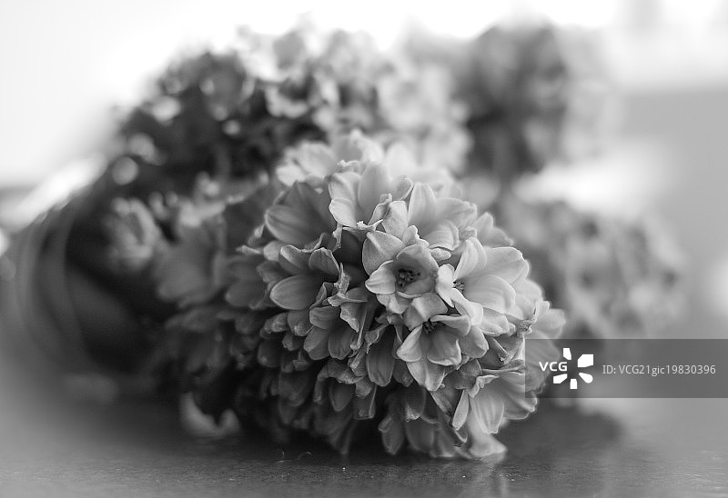 黑白风信子图片素材