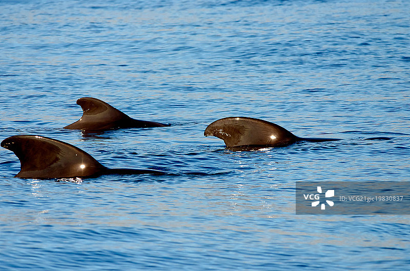 短鳍领航鲸群图片素材