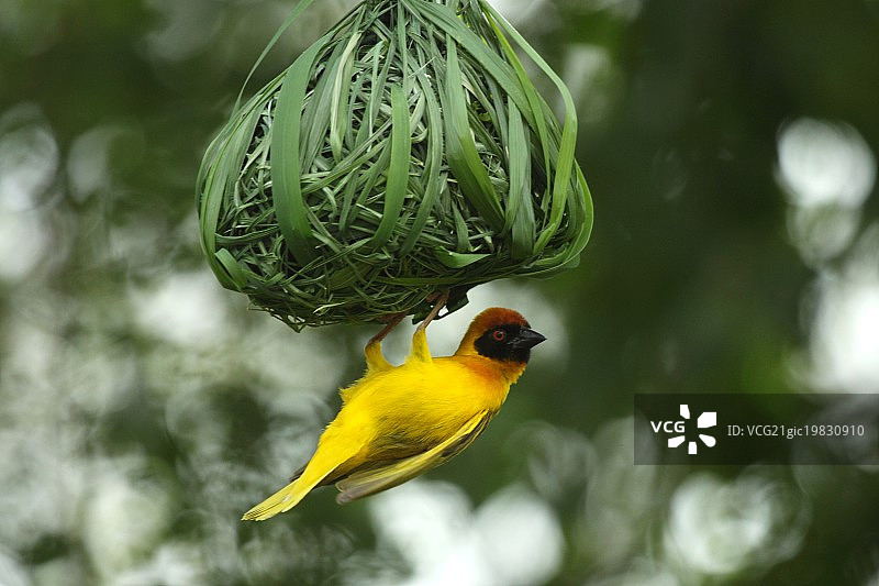 黄头织雀图片素材