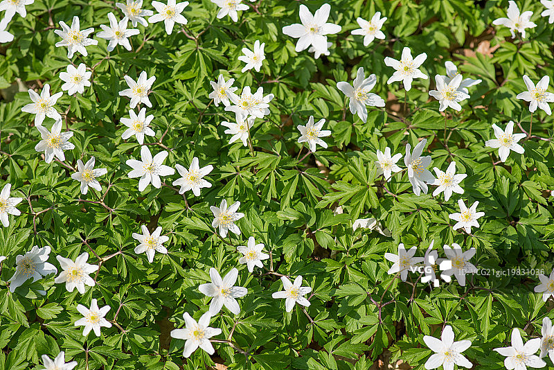 五叶银莲花图片素材