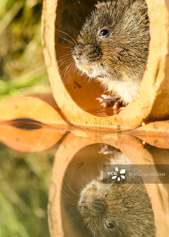 水鼠图片素材