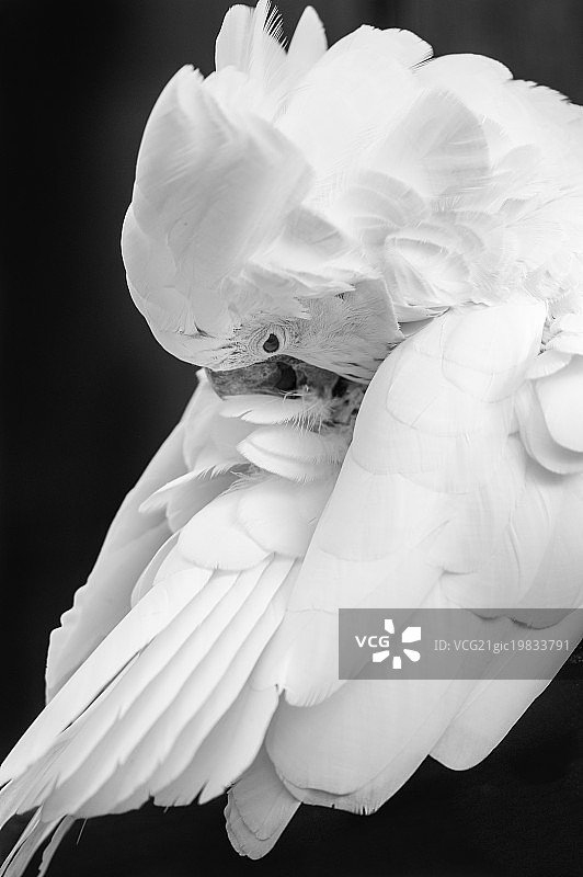 所罗门凤头鹦鹉图片素材