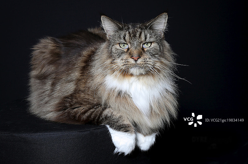 纯种猫图片素材