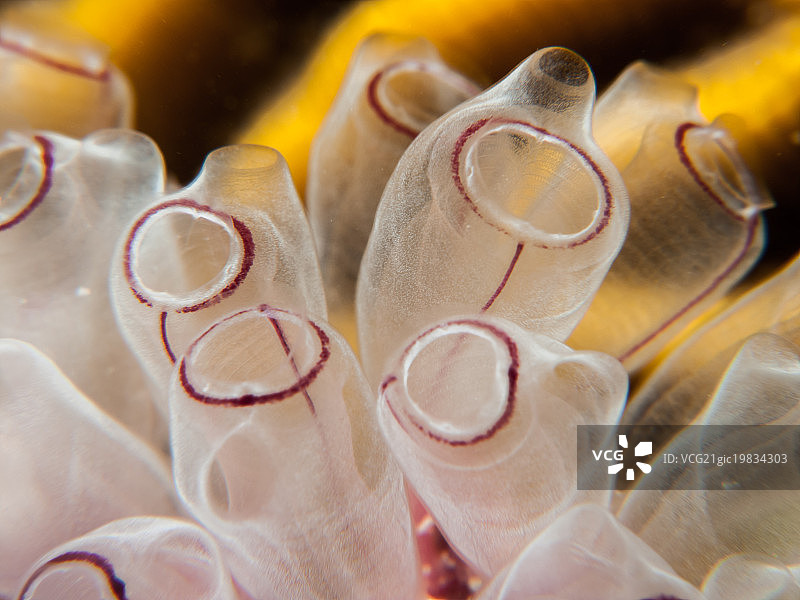 彩绘海鞘图片素材