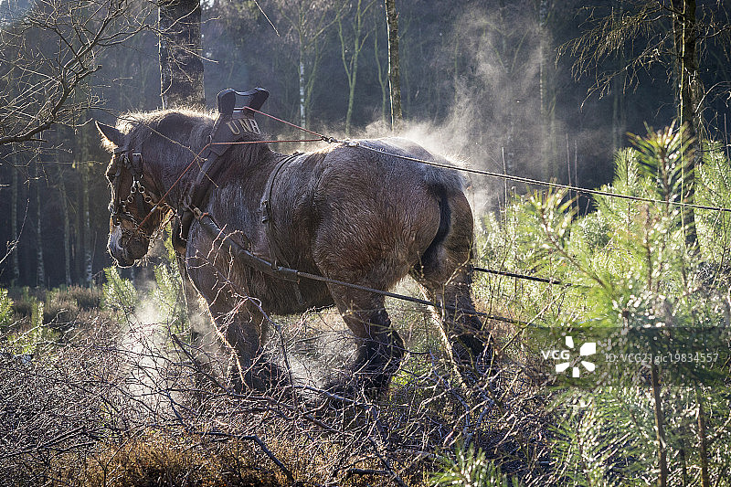 努力工作的挽马图片素材