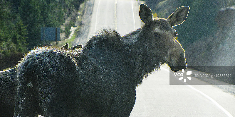 阿尔冈金的母驼鹿图片素材
