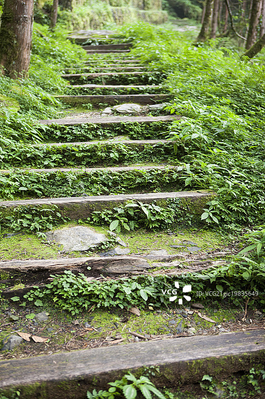 中国台湾,宜兰,亚洲,栖兰,马告桧木公园,图片素材