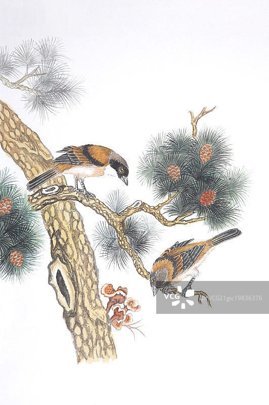 国画,花鸟画,松树,黑喉石鵖,图片素材