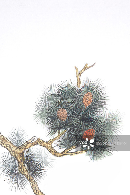 国画,松树,松果,图片素材