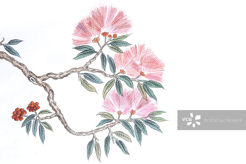 国画,合欢花,花,图片素材