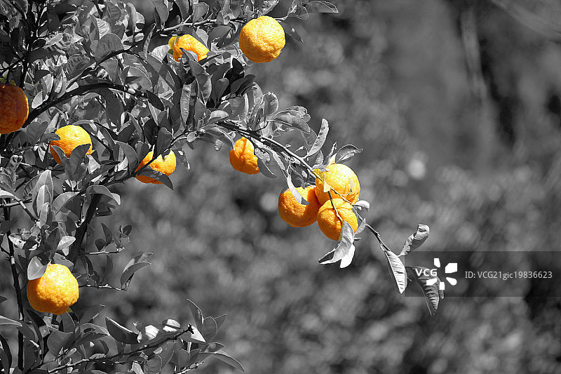 真是一颗柠檬图片素材