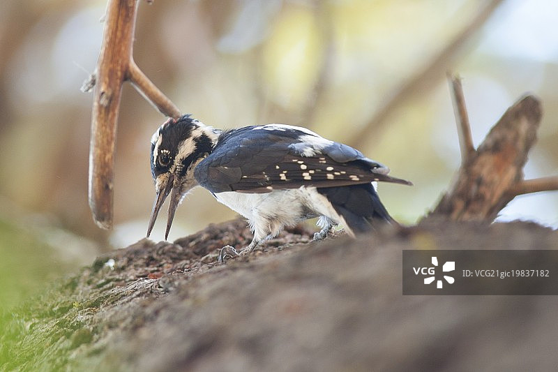 橡实啄木鸟图片素材