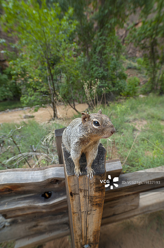 东部灰松鼠图片素材