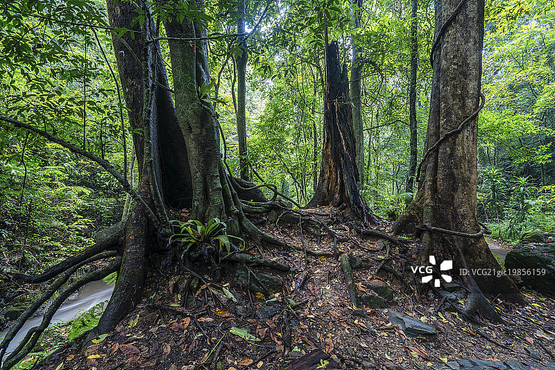 亚热带雨林图片素材