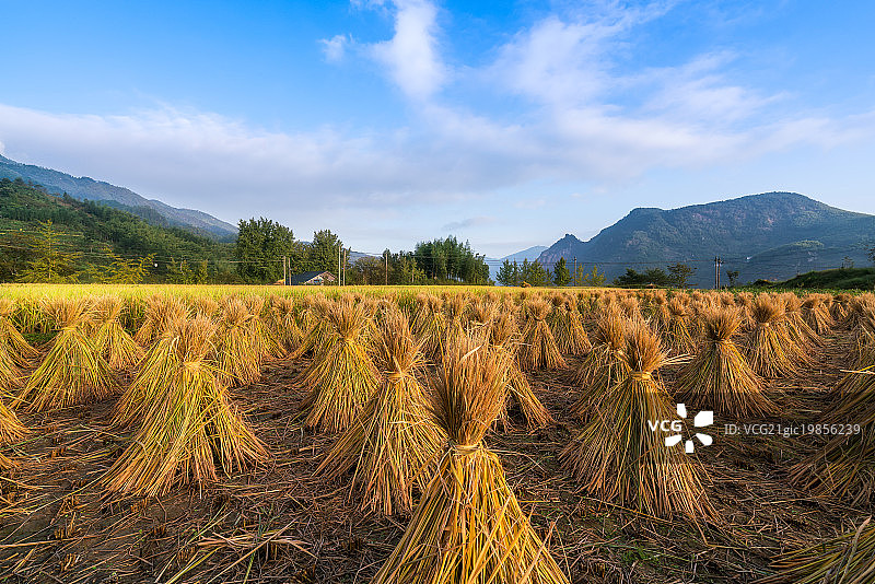稻田里的草垛图片素材