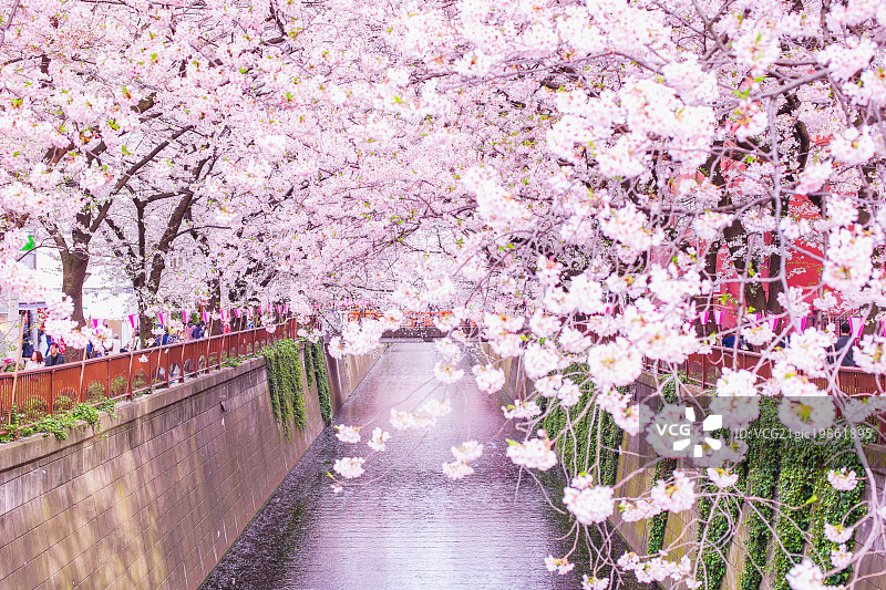 日本东京目黑川的樱花图片素材