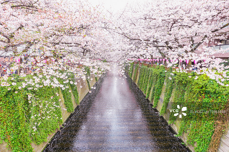 日本东京目黑川的樱花图片素材