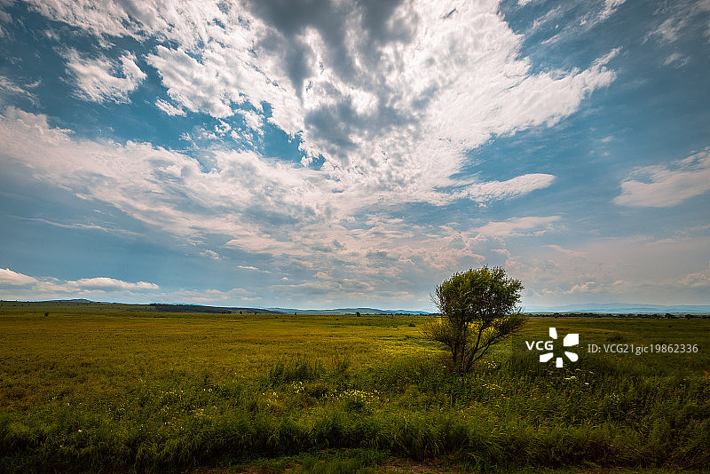 平原枯树图片素材