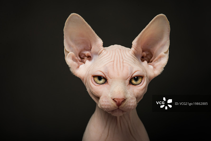 斯芬克斯无毛猫图片素材