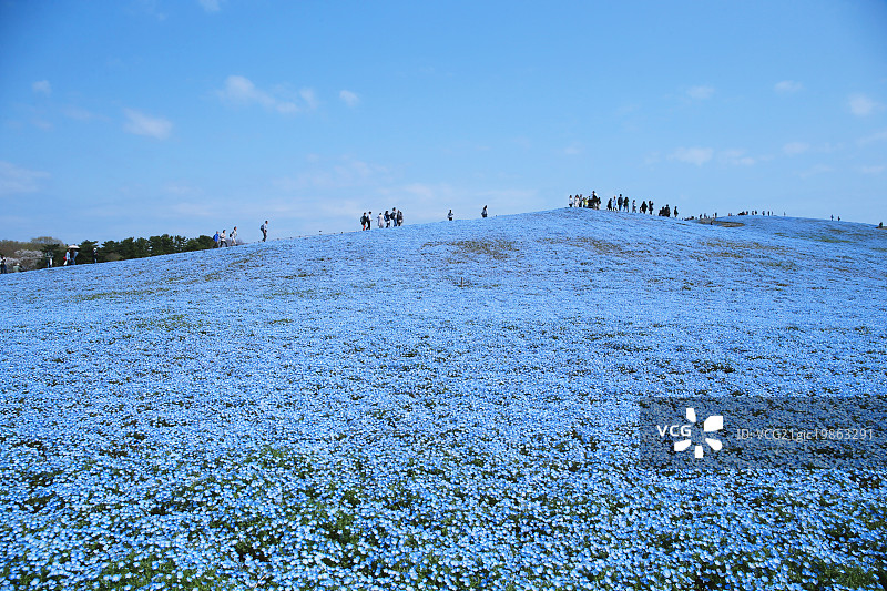 茨城县粉蝶花花田图片素材