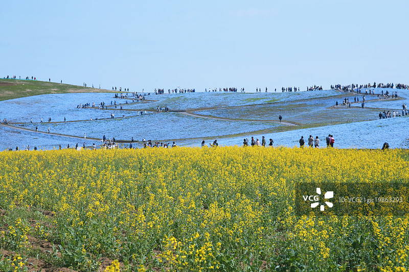 茨城县粉蝶花花田图片素材