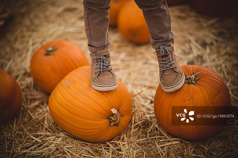 南瓜地里的男孩图片素材