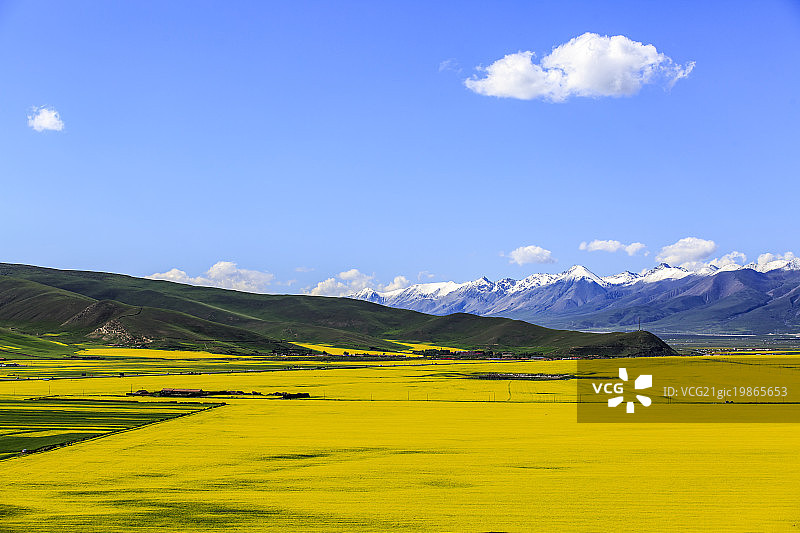 青海门源图片素材