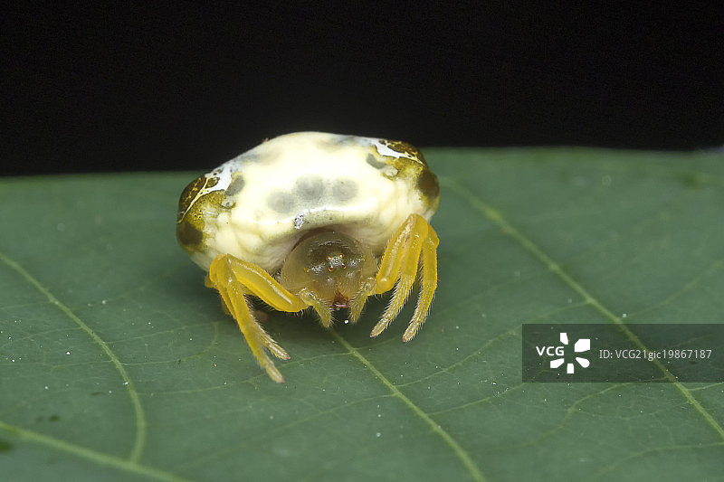 鸟粪蛛图片素材