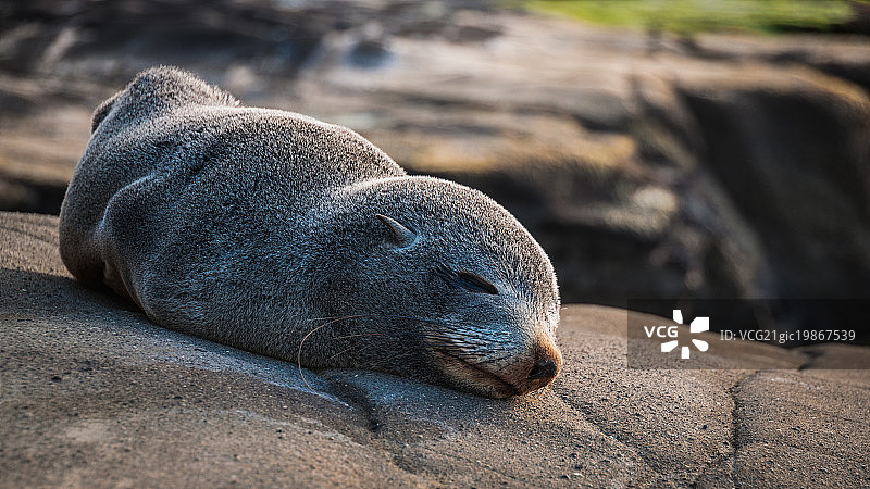海豹_穆里怀海滩_新西兰图片素材