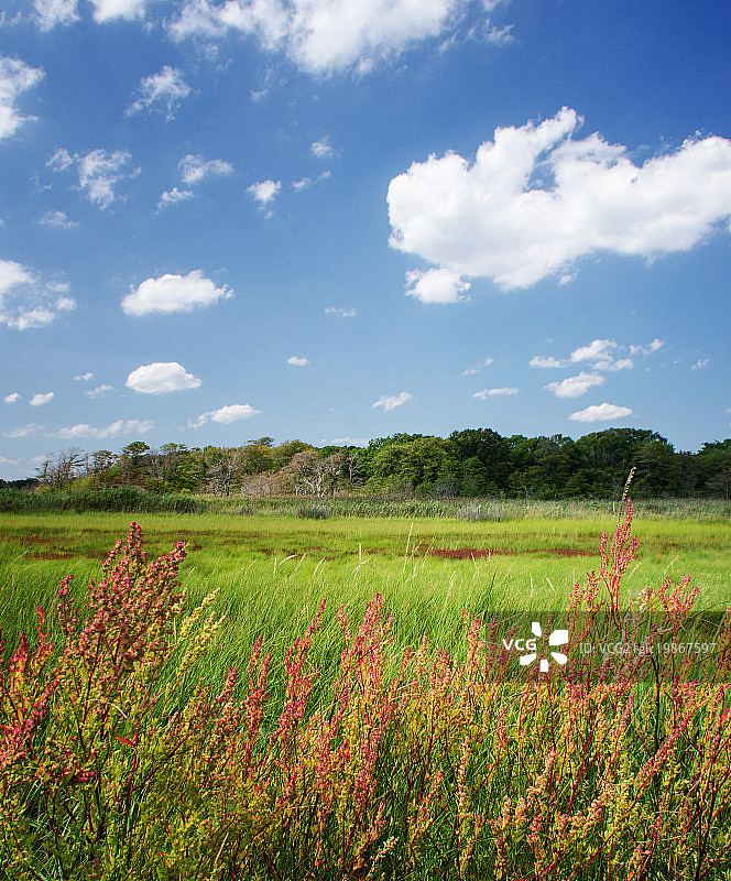 纽约州伊斯利普加德纳公园的绿草和红色海蓬子图片素材